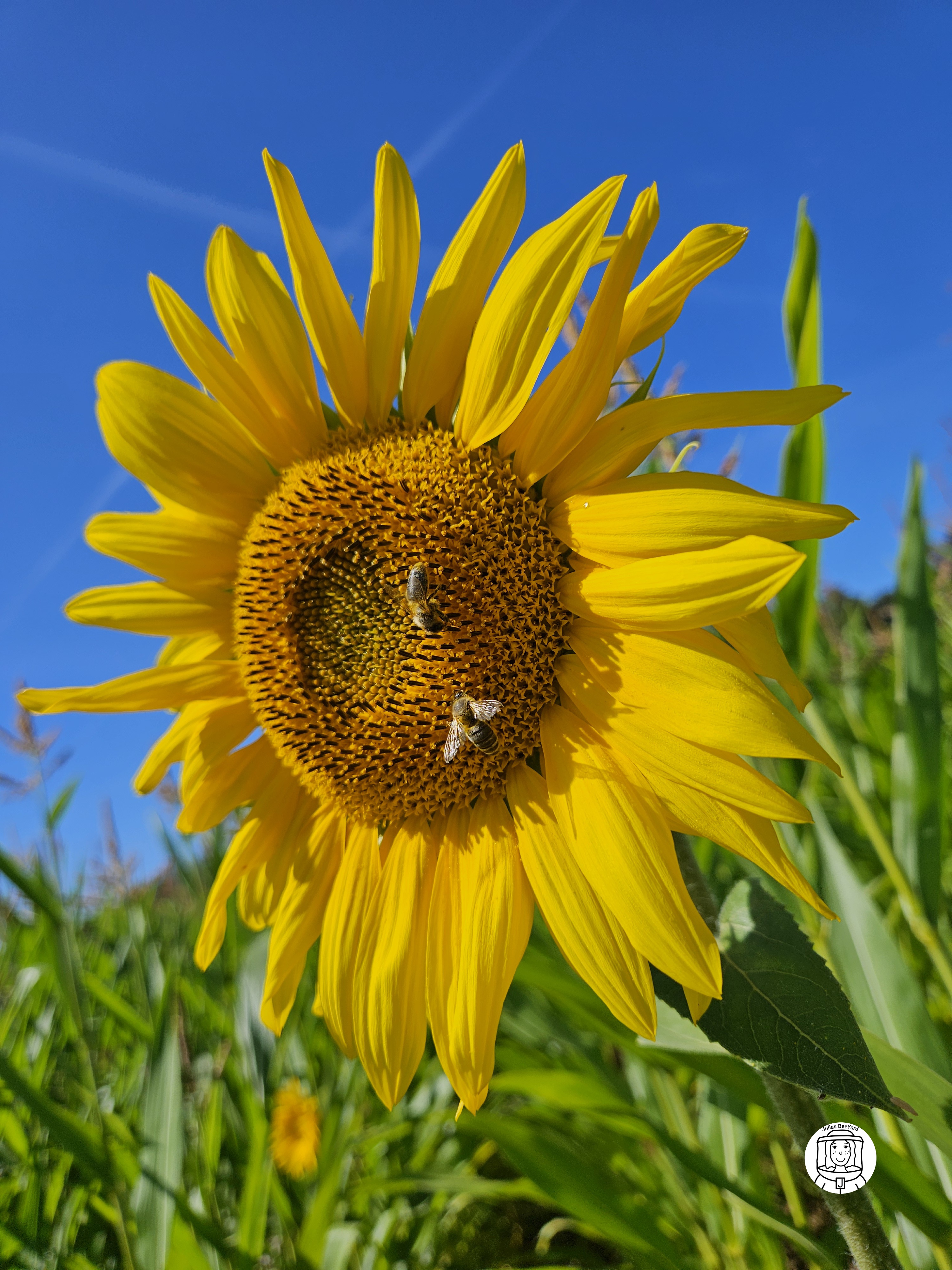 Bienen auf Sonnenblume